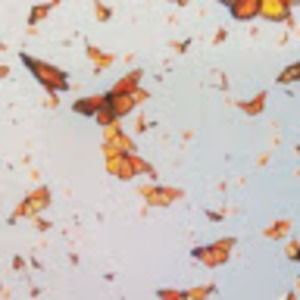 Meet your Posher, Amelia